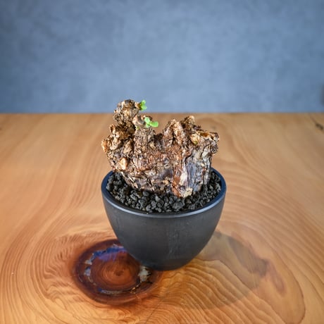 Ceraria pygmaea / ケラリア ピグマエア 【微発根】