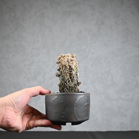 Astrophytum myriostigma f. monstrosa / アストロフィツム 子吹き鸞鳳玉 石化 (モンストローサ) (ランポー)【実生】 + 信楽焼