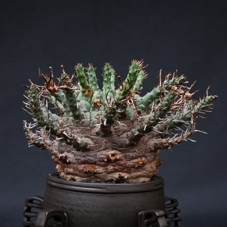 Euphorbia fusca / ユーフォルビア フスカ 【発根済】 + 金釉透彫五翼鉢 後藤瑞葉氏 作