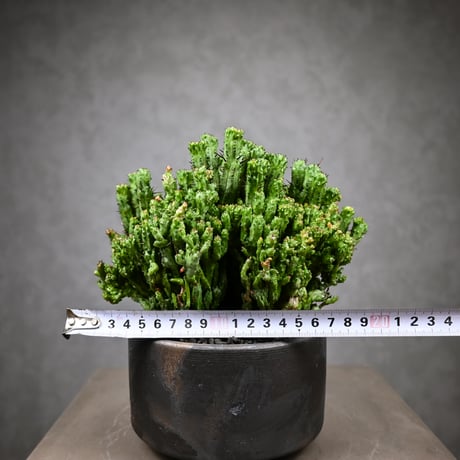 Euphorbia enopla f. monstrosa cristata / ユーフォルビア エノプラ 石化 綴化【実生】 + 信楽焼