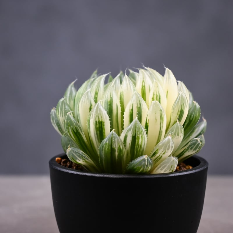 Haworthia cooperi 'Hanakocho' / ハオルチア オブツーサ 錦 花