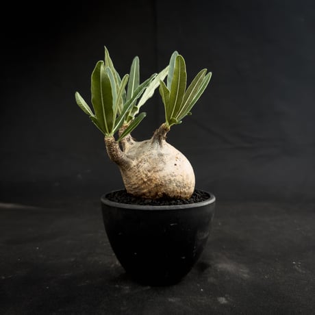 Pachypodium rosulatum var. gracilius / パキポディウム グラキリス 【微発根】