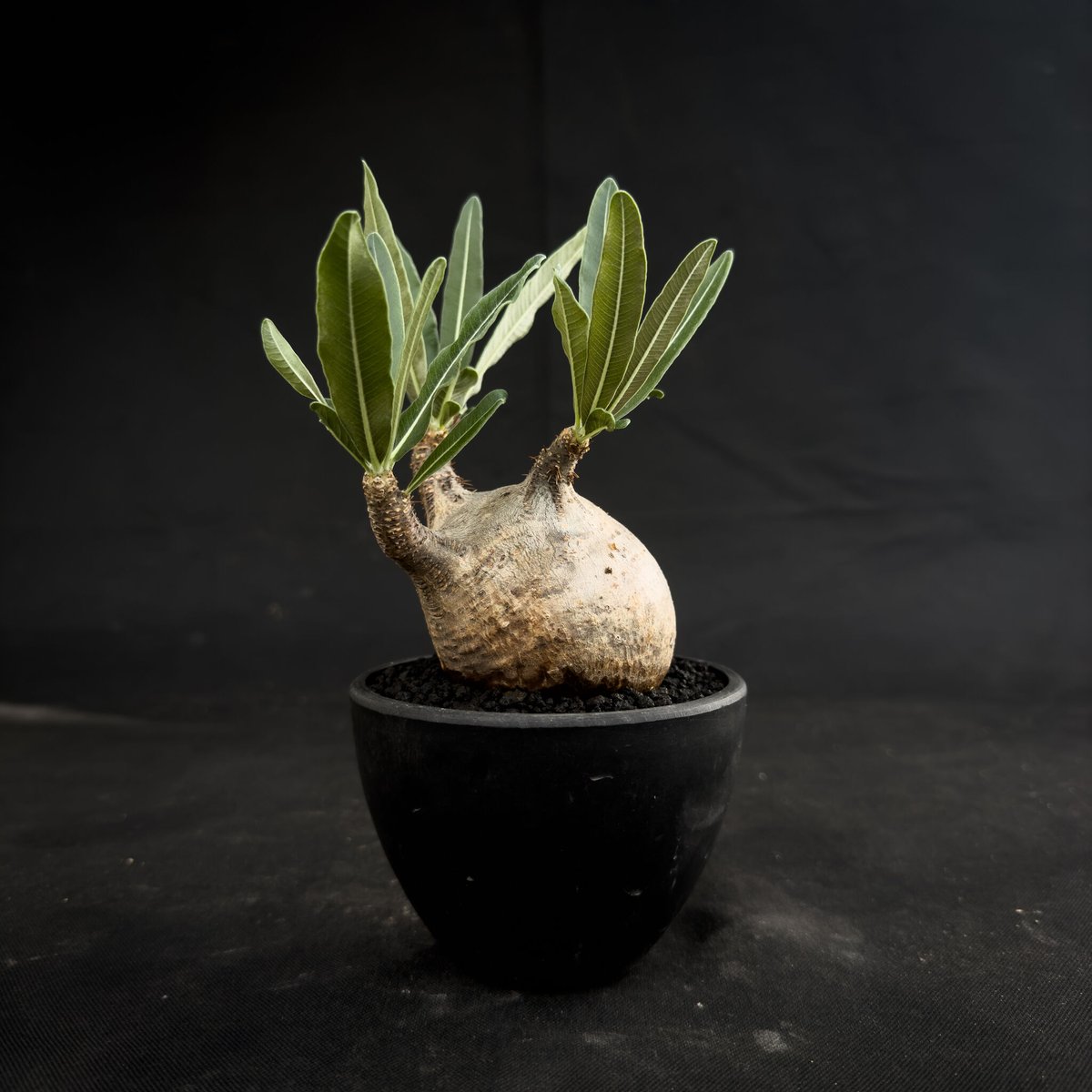 Pachypodium Gracilius var. monotone（VCD Pachypodium