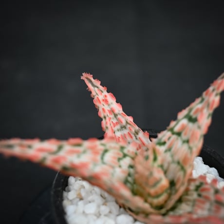 Aloe hybrid / アロエ ハイブリッド【微発根】