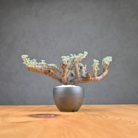 Monsonia multifida  (Sarcocaulon multifidum) / モンソニア ムルチフィダ (サルコカウロン ムルチフィズム) 【発根済】  + 信楽焼