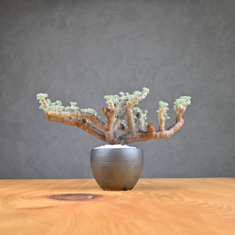モンソニア　ムルチ　発根済み Monsonia multifida (Sarcocaulon multifidum) /