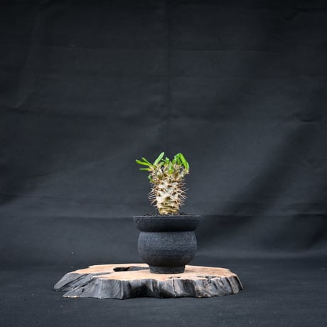 Pachypodium ambongense / パキポディウム アンボンゲンセ 【実生】 + 信楽焼