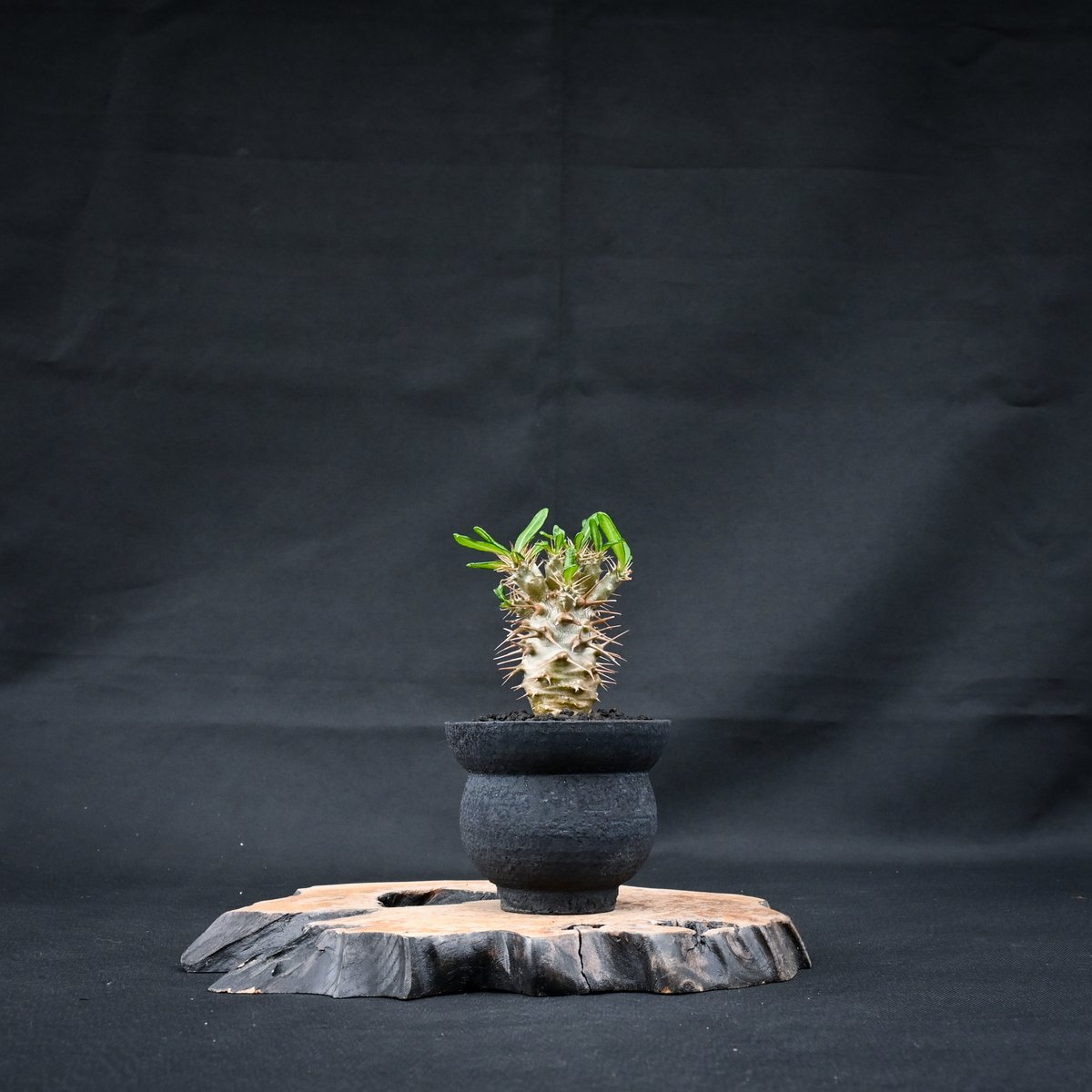 Pachypodium ambongense / パキポディウム アンボンゲンセ 【実生】 +