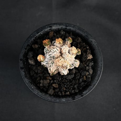 Astrophytum myriostigma f. monstrosa / アストロフィツム 子吹き鸞鳳玉 石化 (モンストローサ) (ランポー)【カキ仔】【自根】