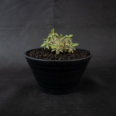 Euphorbia tulearensis / ユーフォルビア トゥレアレンシス 【発根済】