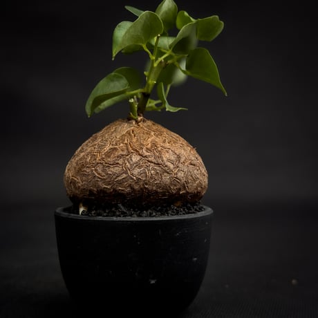 Dioscorea elephantipes / ディオスコレア エレファンティペス【 アフリカ 亀甲竜 】