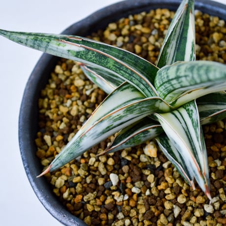 【PL】Sansevieria lav. 1970 Blue Clone variegated / サンセベリア ラブラノス 1970 ブルークローン 斑入り + 信楽焼 (発根済) (サンスベリア)