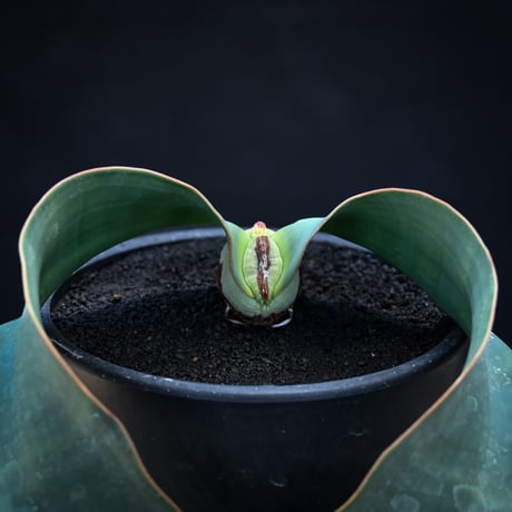 Welwitschia mirabilis / ウェルウィッチア ミラビリス 奇想天外【発根済】