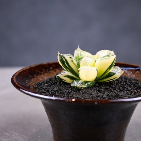 Haworthia 'Juliana' ( 'Mirrorball' X cooperi var. truncata variegated ) / ハオルチア ジュリアナ + 信楽焼