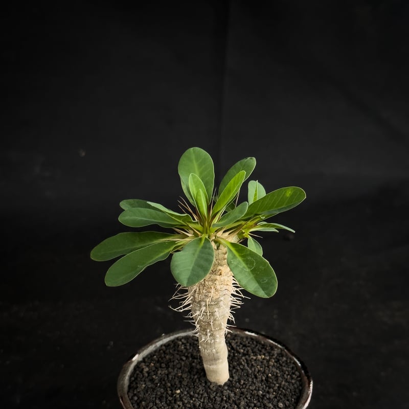 【特大・美形】ユーフォルビアギラウミニアナ 特大・美形】ユーフォルビアギラウミニアナ 【公式通販】