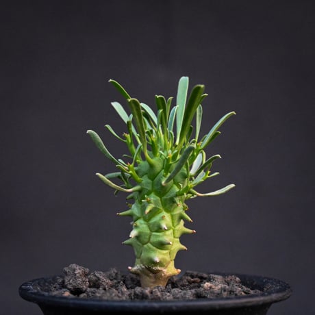 Euphorbia schoenlandii / ユーフォルビア スコエランディ 闘牛角【実生】