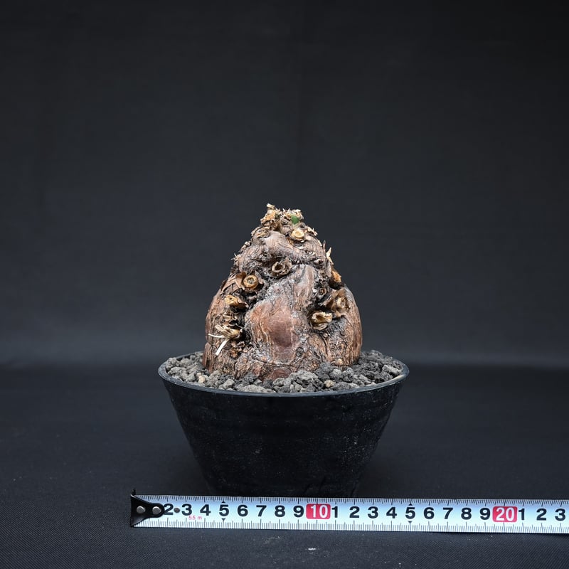 ムランジーナ発根済みです！ 現品限り】ユーフォルビア・ムランジーナ 現地株 発根済み 長期