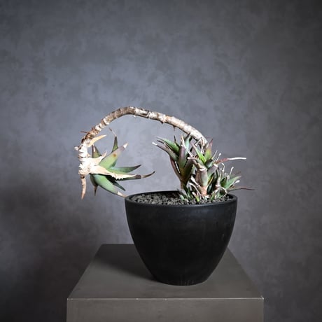 Aloe arborescens Mill. / アロエ アルボレセンス キダチアロエ (木立アロエ)【発根済】