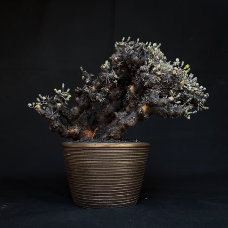 othonnaeuphorbioides | STORES othonnaeuphorbioides | STORES