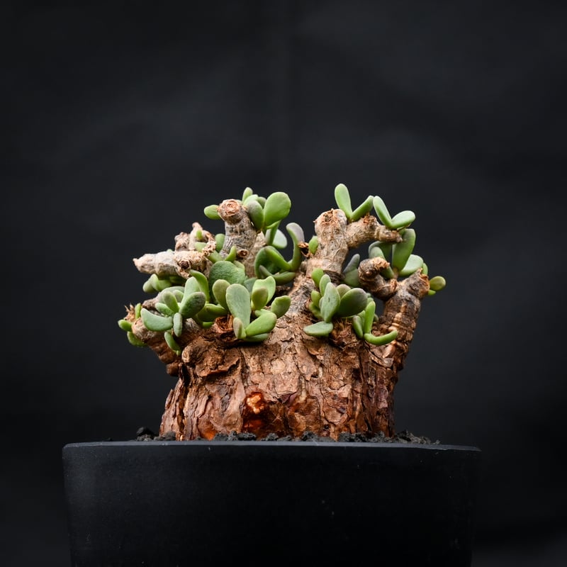 Ceraria pygmaea / ケラリア ピグマエア 【発根済】 [雌雄未判別