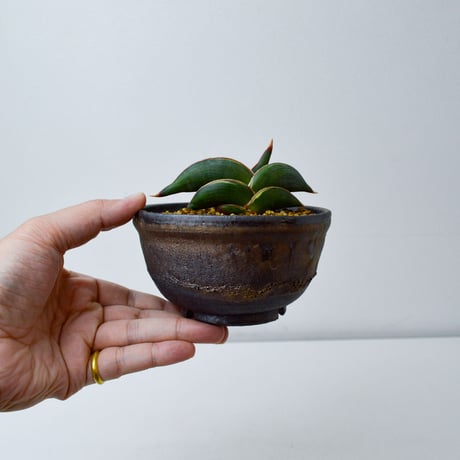 【PL】Sansevieria rorida / サンセベリア ロリダ 微斑入り + 信楽焼 (発根済) (サンスベリア)