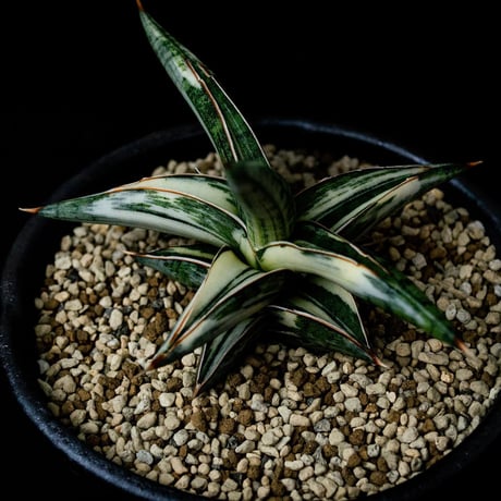 【PL】Sansevieria lav. 1970 Blue Clone variegated / サンセベリア ラブラノス 1970 ブルークローン 斑入り + 信楽焼 (発根済) (サンスベリア)