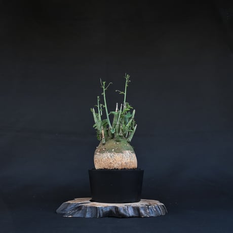 CATEGORY アデニア | GREEN MONSTERS