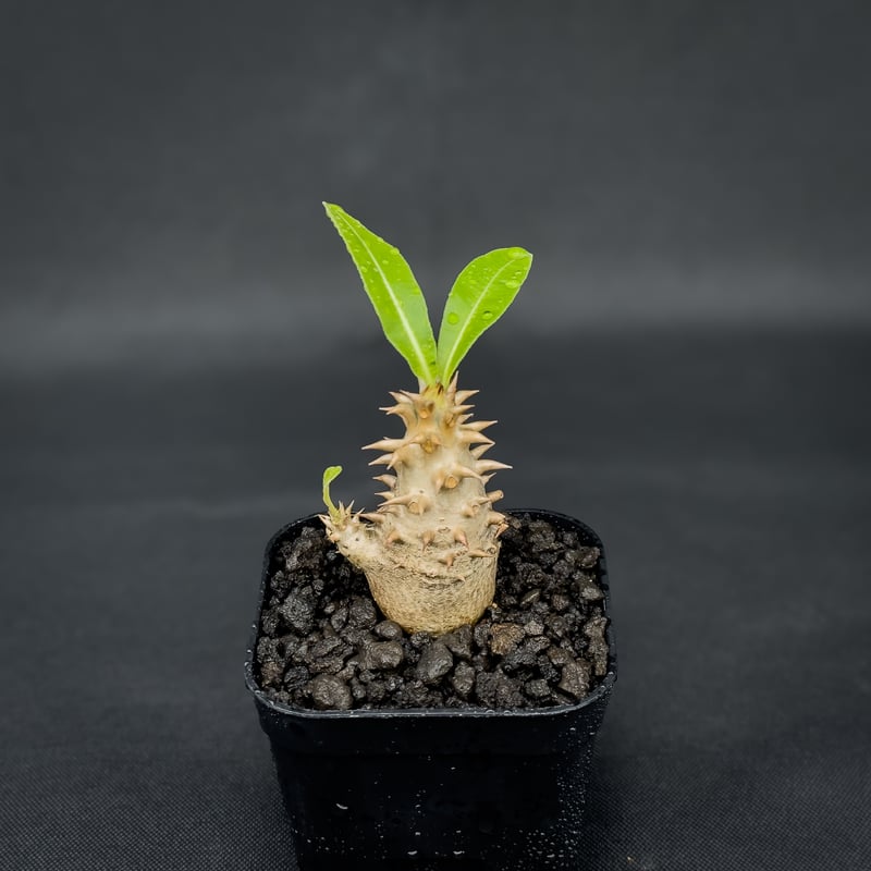 Pachypodium bicolor / パキポディウム ビカラー (バイカラー)【実生】