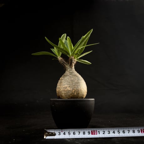 Pachypodium rosulatum var. gracilius / パキポディウム グラキリス 【微発根】