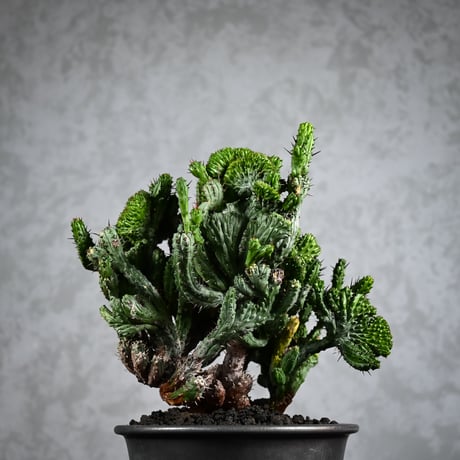 Euphorbia enopla f. monstruosa  / ユーフォルビア エノプラ 綴化 【実生】 + 信楽焼