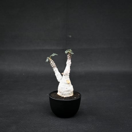 Dorstenia foetida / ドルステニア フォエチダ 【微発根】