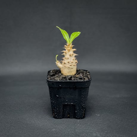 Pachypodium bicolor / パキポディウム ビカラー (バイカラー)【実生】