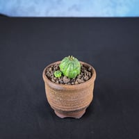 Euphorbia obesa hyb ’ Bonten ’ f. monstrosa  / ユーフォルビア オベサ 梵天 石化 【実生】 + 信楽焼