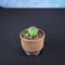 Euphorbia obesa hyb ’ Bonten ’ f. monstrosa  / ユーフォルビア オベサ 梵天 石化 【実生】 + 信楽焼