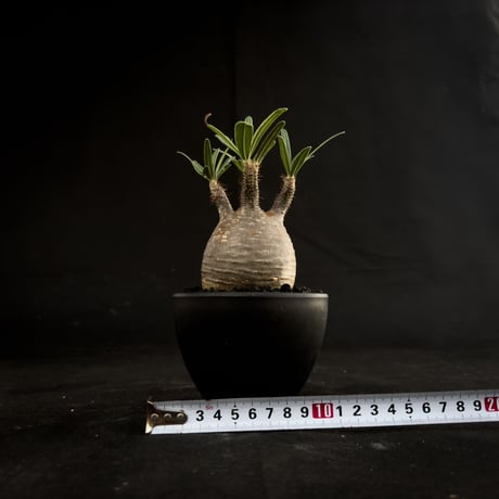 Pachypodium rosulatum var. gracilius / パキポディウム グラキリス 【微発根】