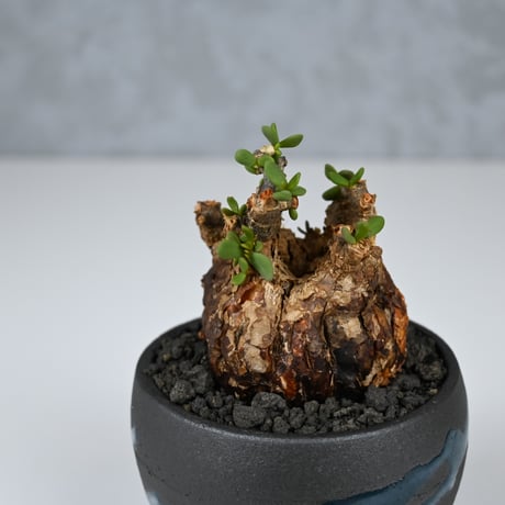 Ceraria pygmaea / ケラリア ピグマエア 【発根済】+ 信楽焼