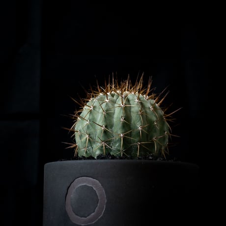 【QUTOTEN. コラボ商品】Copiapoa cinerea var. columna-alba / コピアポア コルムナアルバ 孤竜丸 白棘【実生】+ 利休 -RIKYU-