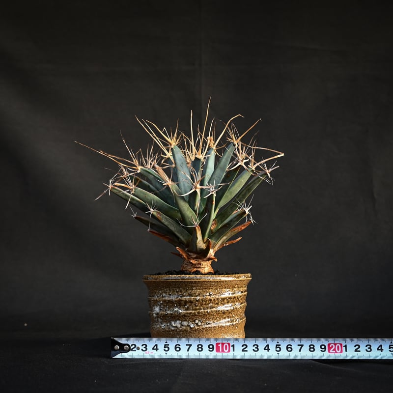 Leuchtenbergia principis / レウクテンベルギア プリンキピス 晃山