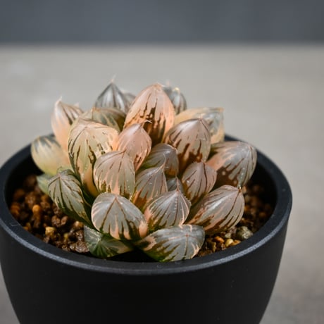 Haworthia cooperi var. truncata 'Black Obtusa' f. variegata / ハオルチア ブラック オブツーサ 錦