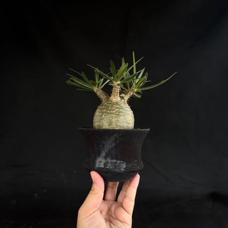 【Premium Line】 Pachypodium rosulatum var. gracilius / パキポディウム グラキリス 【微発根】+ 黒鉄【KUROGANE】