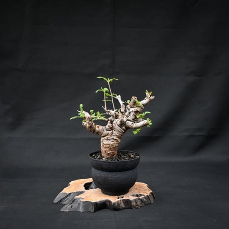 Boswellia neglecta / ボスウェリア ネグレクタ 【発根済】 +  信楽焼