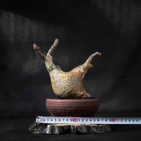 Pachypodium rosulatum var. makayense  / パキポディウム マカイエンセ 【微発根】