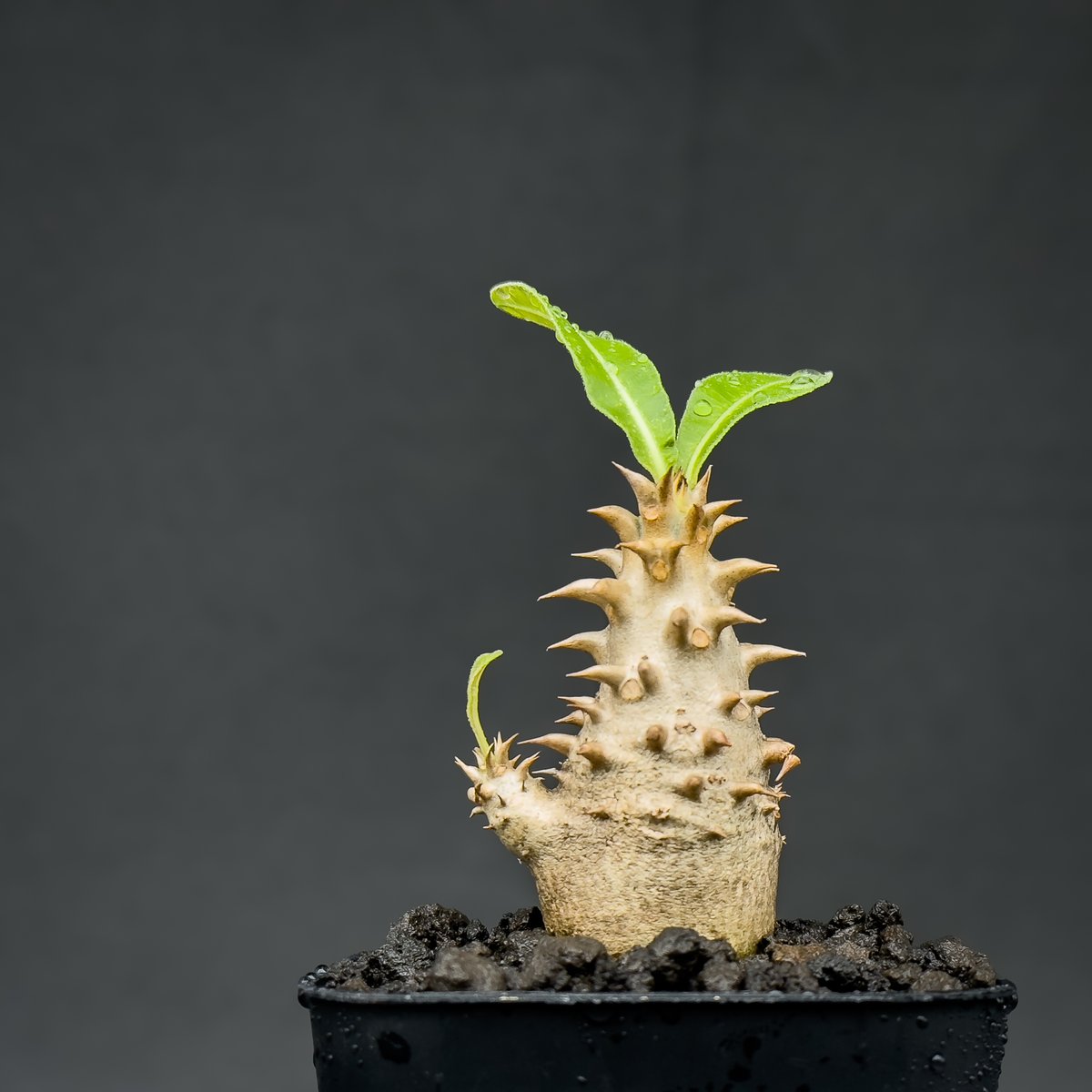 【実生株】パキポディウム　ビカラー　★鉢付き Pachypodium bicolor / パキポディウム ビカラー (バイカラー