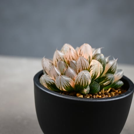 Haworthia cooperi var. truncata 'Black Obtusa' f. variegata / ハオルチア ブラック オブツーサ 錦