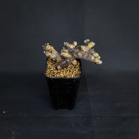 Monsonia multifida  (Sarcocaulon multifidum) / モンソニア ムルチフィダ (サルコカウロン ムルチフィズム)[微発根]