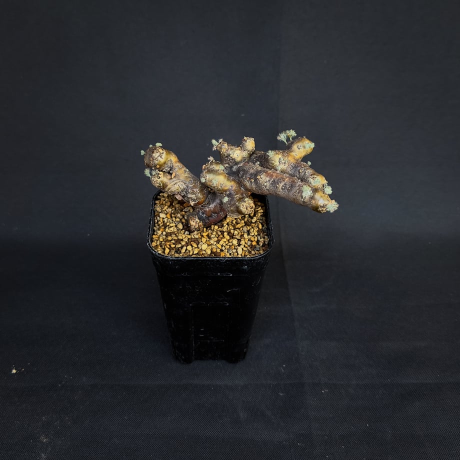 6593ab777ae1040f31cf21fb