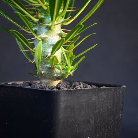 Pachypodium ambongense / パキポディウム アンボンゲンセ 【実生】