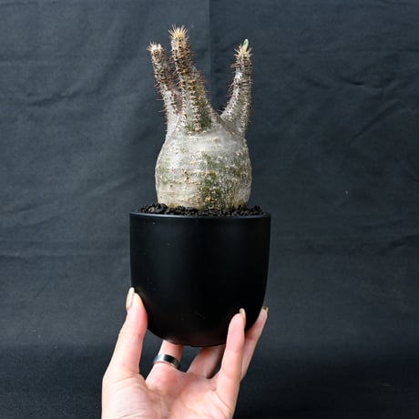 Pachypodium rosulatum var. gracilius / パキポディウム グラキリス 【発根済】