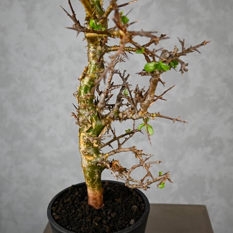 Commiphora myrrha / コミフォラ ミルラ 【微発根】