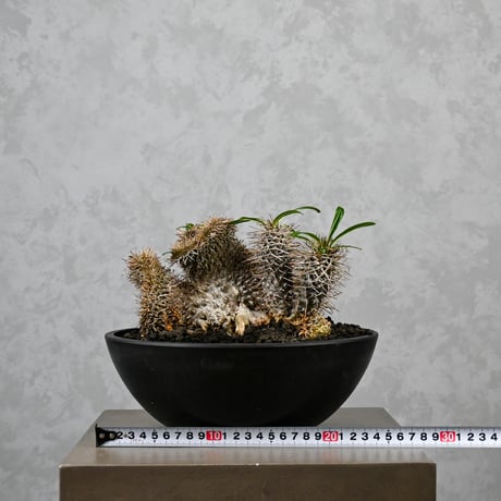 Pachypodium lamerei cristata / パキポディウム ラメリー クリスタータ 綴化 【自根】